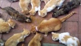 Több száz macskával élt együtt két megszállott nő