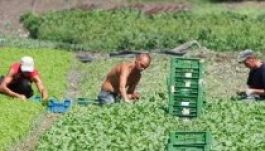 Rabszolgaként dolgoztattak romániaiakat Tirolban