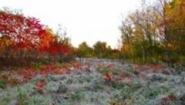 Ilyen időnk lesz az államfőválasztás napján