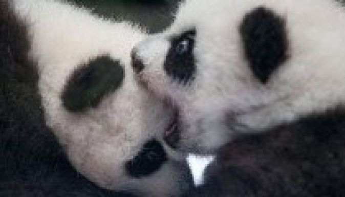 Száznaposak a panda hármas ikrek