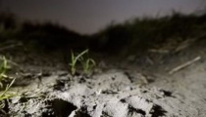 Barnamedve pusztított el juhokat Észak-Magyarországon