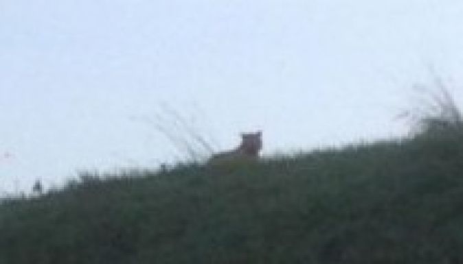 Tigris tartja rettegésben Párizs környékét