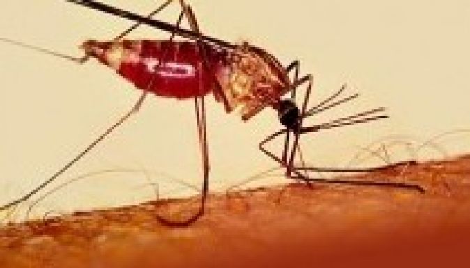 Maláriás egy szatmári férfi