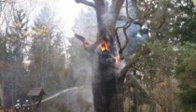 Szándékosan gyújtották fel a lengyelek legöregebb fáját?