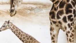 Egy naposan már 160 centis a nyíregyházi állatkert új lakója