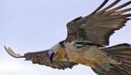 Növekszik a saskeselyűk száma az Alpokban