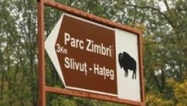 Hullanak a bölények a hátszegi rezervátumban