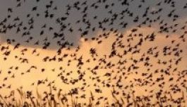 Eltűnnek a madarak Európából