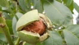 Floreaék szerint a gyümölcsfák zavaróak, mert „szemetelnek”