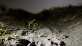 Barnamedve pusztított el juhokat Észak-Magyarországon