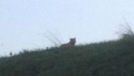 Tigris tartja rettegésben Párizs környékét