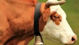 Az állatvédőket vagy a teheneket zavarja jobban a kolomp?