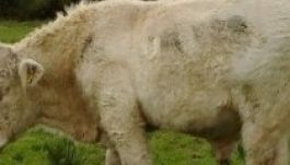 Melegjogi aktivisták mentették meg az üszőkhöz nem vonzódó bikát