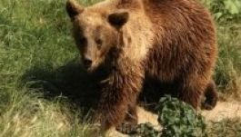 Medve tartja rettegésben a gyergyótölgyesieket