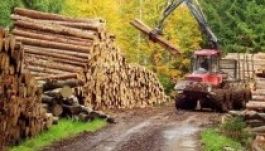 Nyolcvanmillió eurós kárt okoztak az illegális fakivágások