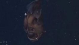 Lefilmezték a mélytengerek ördögét (VIDEÓ)