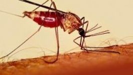 Maláriás egy szatmári férfi