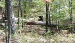 Lefotózta gyilkosát a medve által megölt 22 éves diák