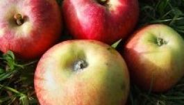 Háromszéken megkezdték az almaosztást