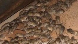 Egérinvázióra panaszkodnak a gazdák