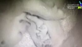 Hármas ikreket ellett egy jegesmedve