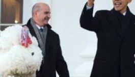 Idén két hálaadásnapi pulyka nyert kegyelmet Obamától