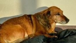 Egy éve vár a kórház előtt a hűséges kutya