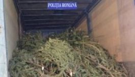 Háromszéken már lopják a fenyőfákat