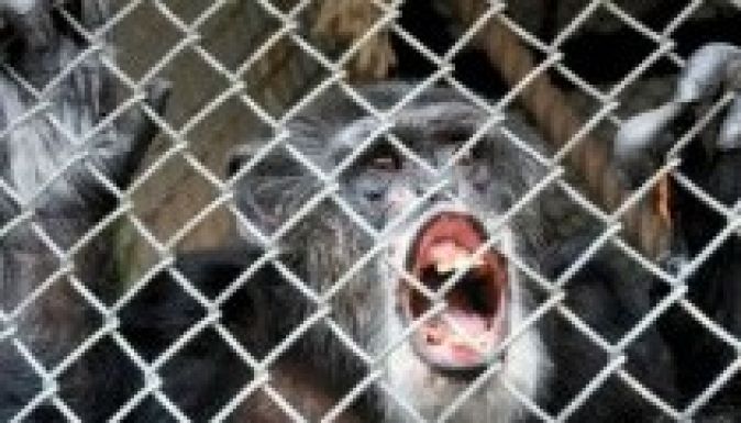 Amerikai bíróság: a csimpánzokra nem vonatkoznak az emberi jogok