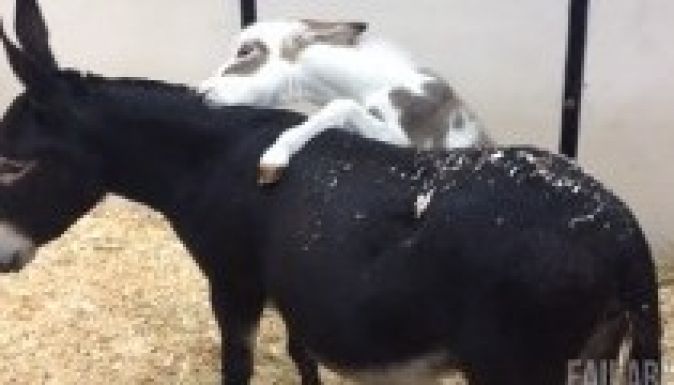 Bakiparádé készült az állatok bénázásairól (VIDEÓ)