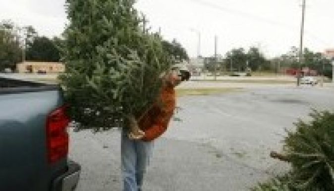 Háromszéken már lopják a karácsonyfákat