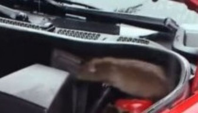 Patkányok terrorizálják a Kolozs megyei Szászfenes lakóit (VIDEÓ)