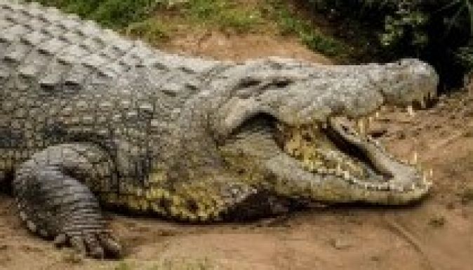 Száztizennégy éves a világ legidősebb gyerekevő krokodilja