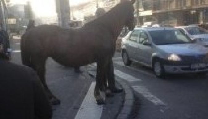 Ló kelt át a jelzőlámpánál Kolozsváron