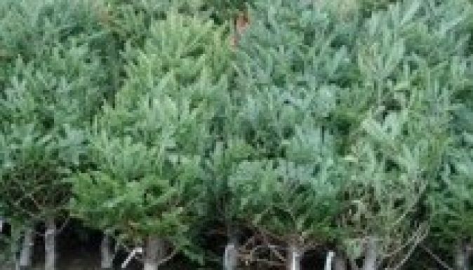 Közel 1000 karácsonyfát kobozott el a háromszéki rendőrség