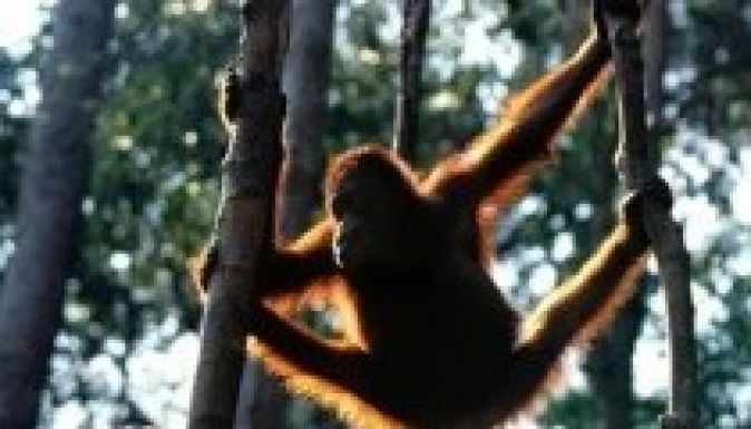 Bírósági döntés: egy orángutánnak is joga van a szabadsághoz