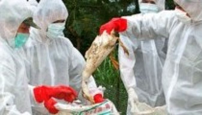 Madárinfluenza miatt közel 40 ezer szárnyast vágtak le Japánban