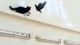 Macskát így még nem alázott meg galamb (VIDEÓ)