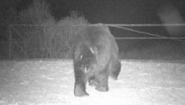 Egy évszazad után visszatért a barna medve Csernobilba