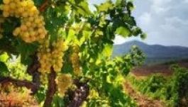 Világszerte zsugorodik a szőlősök területe