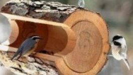 A téli madáretetés fontosságára hívják fel a figyelmet a madárvédők
