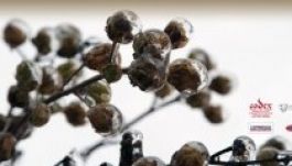 Ünnepváró hangverseny a Székely Nemzeti Múzeumban