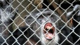Amerikai bíróság: a csimpánzokra nem vonatkoznak az emberi jogok