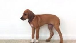 Így nő fel egy kölyökkutya 23 másodperc alatt (VIDEÓ)