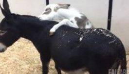 Bakiparádé készült az állatok bénázásairól (VIDEÓ)