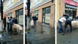 Disznót terelgettek Kolozsvár központjában (FOTÓ)