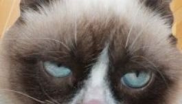 Hatvannégy millió fontot hozott gazdájának a morcos cica