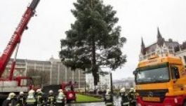 Felállították Magyarország karácsonyfáját a Kossuth téren