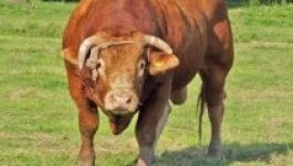 Felöklelt a bika egy csíkszeredai férfit, az áldozat meghalt