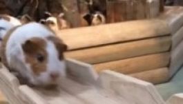 Így haladnak át tengerimalacok egy mini-hídon (VIDEÓ)